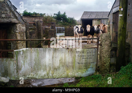 Funny Farm yard signe .'Méfiez-vous du taureau, les survivants seront poursuivis ou les intrus autorisés dans libre, Bull facturera plus tard Banque D'Images