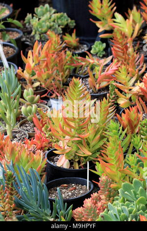 Variété mixte de la Plantation des boutures de succulentes dans un pot Banque D'Images
