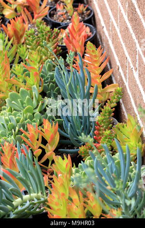 Variété mixte de la Plantation des boutures de succulentes dans un pot Banque D'Images