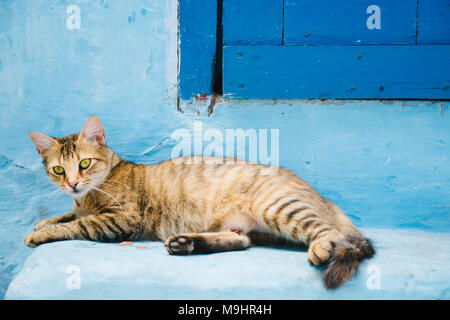 Chat jaune sur le mur bleu Banque D'Images