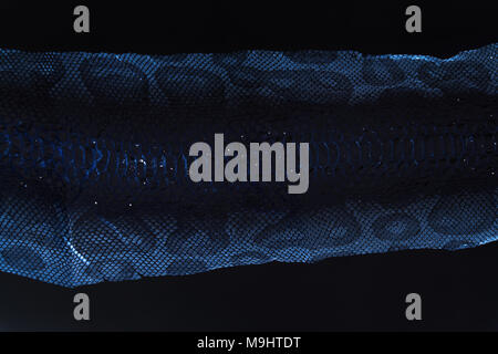 Cast-off veste peau de serpent Python royal sur fond blanc. le traitement informatique, de l'inversion. Banque D'Images