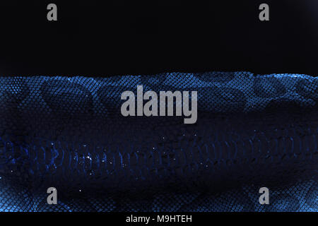 Cast-off veste peau de serpent Python royal sur fond blanc. le traitement informatique, de l'inversion. Banque D'Images