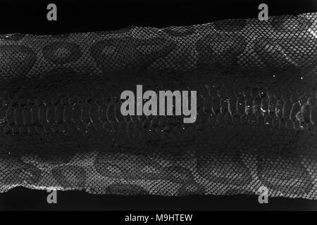 Cast-off veste peau de serpent Python royal sur fond blanc. le traitement informatique, de l'inversion. Banque D'Images