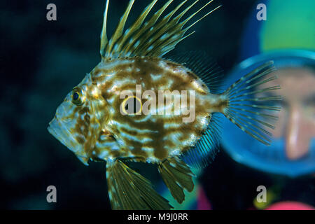 Montres de plongée sous marine de l'Atlantique un John Dory, Doree (Zeus faber), Cagliari, Sardaigne, île, Italie, Europe, mer Méditerranée Banque D'Images