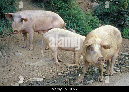 Les porcs vivant en liberté sur la route, se nourrit de châtaignes et de glands, viandes savoureuses, Corse, France, Europe, Méditerranée Banque D'Images
