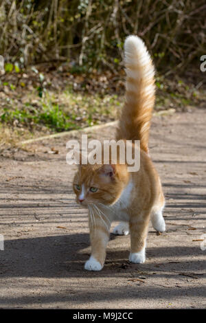 Chat De Gingembre Avec Queue Gonflee Photo Stock Alamy