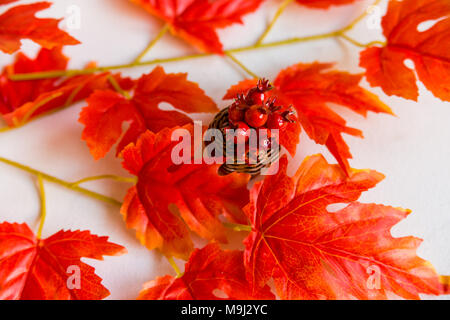 Aubépine en vase et feuilles d'érable rouge concept automne Banque D'Images