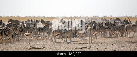 Zebra, Kudu et Springbok, la faune dans le parc national d'Etosha, Namibie, Afrique du Sud Banque D'Images