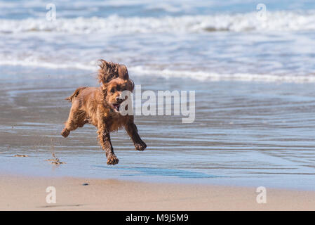 Un chien de Cocker qui traverse une plage où les chiens sont les bienvenus dans les Cornouailles. Banque D'Images