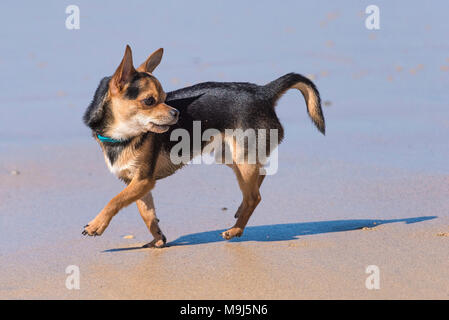 Une couche lisse Chihuahua sur une plage. Banque D'Images