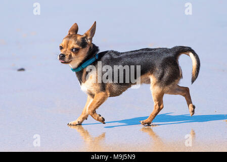 Une couche lisse Chihuahua sur une plage. Banque D'Images