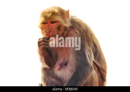 Macaque Macaca sylvanus. monkey eating fleur sur fond isolé blanc Banque D'Images