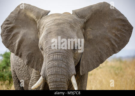 Closeup portrait d'éléphant dans la nature. Banque D'Images