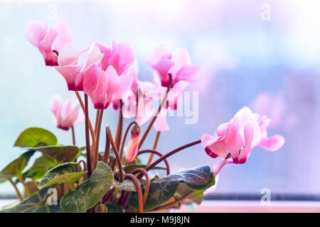 Fleurs de cyclamen rose Banque D'Images
