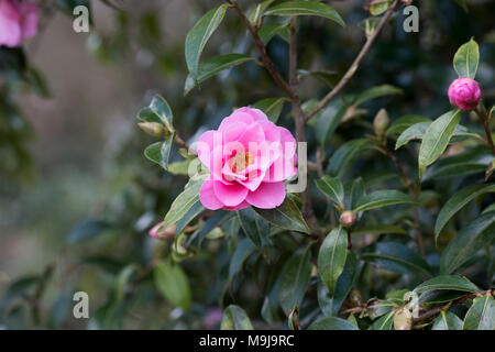 Camellia x williamsii 'Crinkles' fleur en mars. UK Banque D'Images