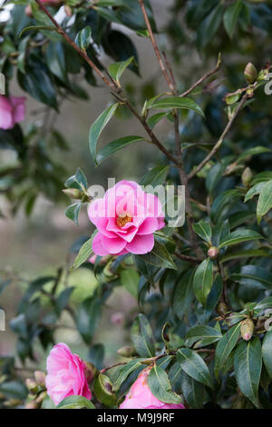 Camellia x williamsii 'Crinkles' fleur en mars. UK Banque D'Images