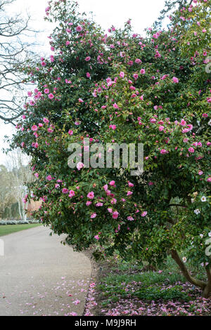 Camellia x williamsii 'Crinkles' fleur en mars. RHS Wisley Gardens, Surrey, UK Banque D'Images