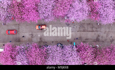 Liuzhou, Chine, région autonome Zhuang du Guangxi. Mar 25, 2018. Personnes voir fleurs bauhinia à Liuzhou, Chine du Sud, région autonome Zhuang du Guangxi, le 25 mars 2018. Crédit : Li Hanchi/Xinhua/Alamy Live News Banque D'Images