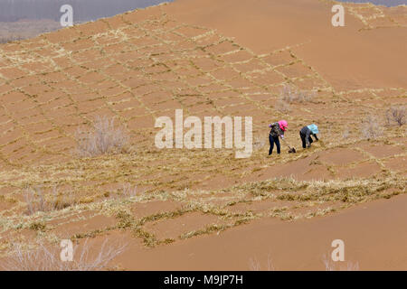 Zhangye, la province de Gansu. Mar 27, 2018. Les bénévoles renforcent la lutte contre la désertification une barrière de sable en damier de paille Linze Comté de Zhangye, nord-ouest de la Chine, la province de Gansu, le 27 mars 2018. Plus de deux tiers de Linze comté est couvert par le désert. Pendant des années, le comté a pris des mesures efficaces dans la lutte contre la désertification. Credit : Wang Jiang/Xinhua/Alamy Live News Banque D'Images