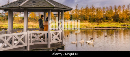 L'alimentation de la famille les oiseaux d'un belvédère, automne Kopavogur, Islande. Banque D'Images