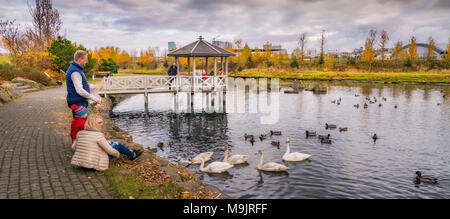 L'alimentation de la famille d'oiseaux, de Kopavogur, une banlieue de Reykjavik, Islande. Banque D'Images