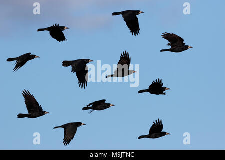 Rooks flying home à roost Banque D'Images