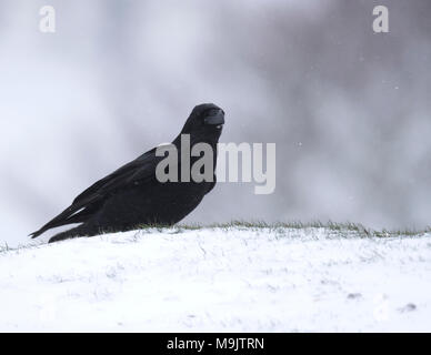 Un corbeau (Corvus corax) sur le sol couvert de neige, Wiltshire, Royaume-Uni Banque D'Images