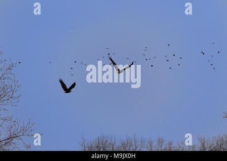 Un mâle et femelle American Bald Eagle survolant la Sequoyah National Wildlife Refuge à Vian, New York 2018 Banque D'Images