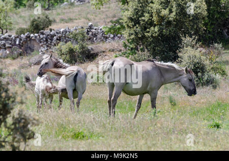 Vivre libre en chevaux Sorraia Faia Brava nature reserve, dans l'ouest de l'Ibérie rewilding, Portugal Banque D'Images