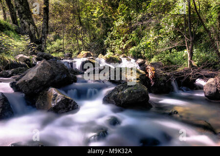 Petites cascades dans la forêt Banque D'Images