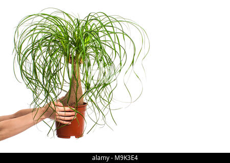 Girl holding Nolina en pot de fleurs isolé sur fond blanc. Banque D'Images