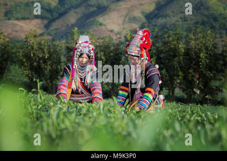 Les femmes Akha de Thaïlande ramasser les feuilles de thé sur la plantation de thé à Chui Fong , Chiang Rai, Thaïlande. Banque D'Images