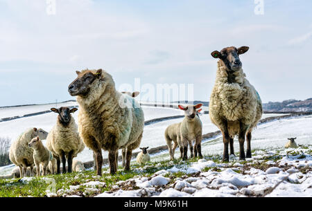 Un troupeau de brebis avec agneaux en plein air sur la colline de Cornouailles en quête de l'herbe sous la neige paysage couvert pendant un dégel après l'hiver. Banque D'Images