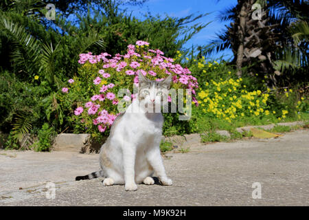 Chat domestique, tabby noir blanc, assis dans le jardin Banque D'Images