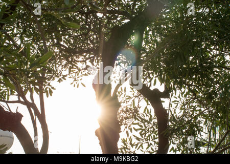 Réflexion arbre lumière matin sur solate dans blackground spécial printemps,sumer/vue d'en haut, des coûts techniques. Banque D'Images