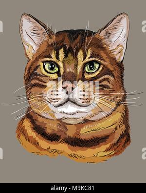 Contour vectoriel portrait coloré de tabby Chat curieux en noir, orange et marron. Dessin illustration isolé sur fond gris Illustration de Vecteur