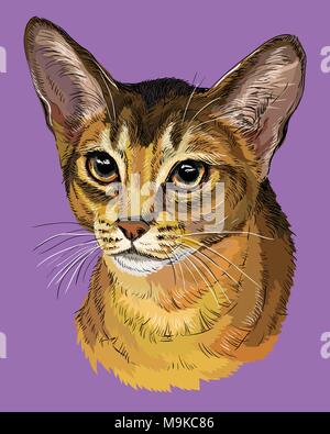 Contour vectoriel portrait coloré de curieux chat abyssin en orange et marron. Dessin illustration isolé sur fond violet Illustration de Vecteur