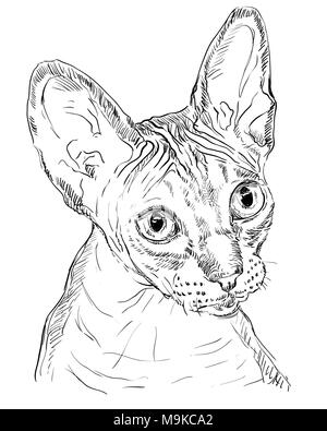 Contour vectoriel portrait monochrome de Сat Sphynx curieux sans poils en couleur noir. Dessin illustration isolé sur fond blanc Illustration de Vecteur