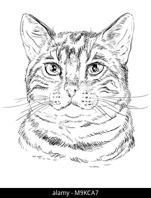 Contour vectoriel portrait monochrome de tabby Chat curieux en couleur noir. Dessin illustration isolé sur fond blanc Illustration de Vecteur