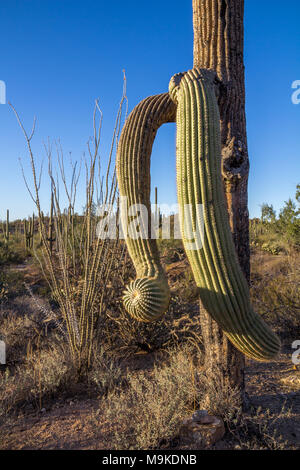 Dans la lumière dorée de la fin de l'après-midi, se développe une vieille Saguaro cactus aux membres inférieurs, puis de plus en plus haut. L'ocotillo cactus pousse un peu plus loin Banque D'Images