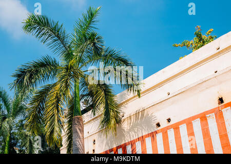 Palm tree under blue sky à Madurai, Inde Banque D'Images