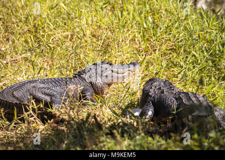 Jeune Alligator mississippiensis au soleil sur le côté d'un étang sur un terrain de golf en Floride Banque D'Images