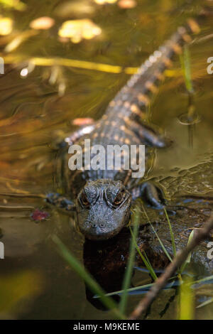 Jeune Alligator mississippiensis au soleil sur le côté d'un étang sur un terrain de golf en Floride Banque D'Images