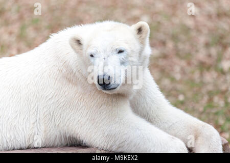 Une tête portrait d'un ours de glace Banque D'Images