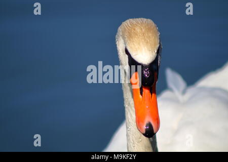 Swan fixant directement l'appareil photo prise dans un marais à Hamilton Ontario Canada Banque D'Images