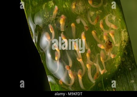 Surplombant un ruisseau au Pérou il est possible de trouver des masses d'oeufs de grenouilles avec les têtards. Cette masse d'oeufs appartient à un glassfrog (Centrolenidae). Banque D'Images