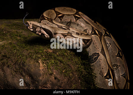 L'un des plus impressionnants des serpents, néotropicale le boa constrictor ! Un énorme et joli ce serpent fut trouvé dans la jungle du nord du Pérou. Banque D'Images