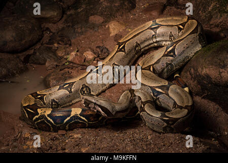 L'un des plus impressionnants des serpents, néotropicale le boa constrictor ! Un énorme et joli ce serpent fut trouvé dans la jungle du nord du Pérou. Banque D'Images