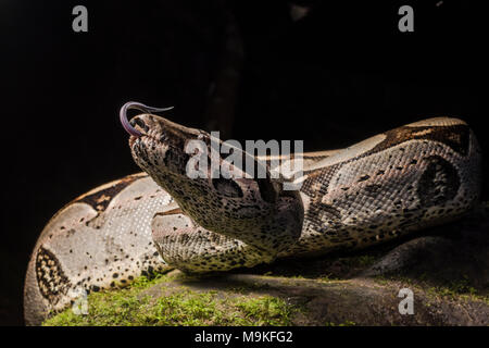 L'un des plus impressionnants des serpents, néotropicale le boa constrictor ! Un énorme et joli ce serpent fut trouvé dans la jungle du nord du Pérou. Banque D'Images