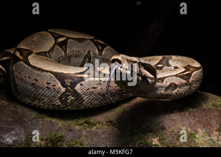 L'un des plus impressionnants des serpents, néotropicale le boa constrictor ! Un énorme et joli ce serpent fut trouvé dans la jungle du nord du Pérou. Banque D'Images